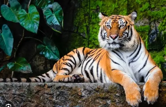 Wildlife